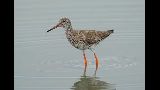 Common Redshank 赤足鷸 [upl. by Yud]