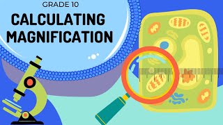 Magnification  How to calculate magnification and actual size [upl. by Analla394]