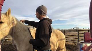 DIY How to break a colt naturally Lesson 4 ground driving turns [upl. by Bogoch]