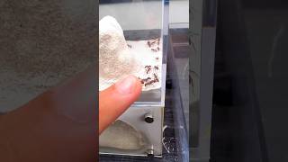 I Broke Into My Ant Farm  Harvester Ants Pogonomyrmex badius [upl. by Barsky]