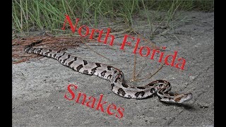 One afternoon herping north Florida Canebrake Rattlesnakes [upl. by Atteynod]