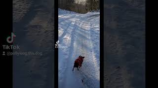 Pollywog will run in snow if its to go home dog chihuahualife puppy snow maine tinydog home [upl. by Agostino937]