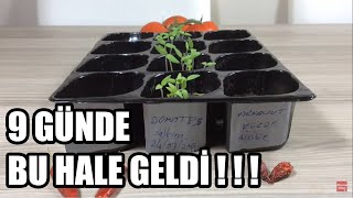 DOMATES ÇİMLENDİRME EN HIZLI METOD ve SONRASI EKİM Serpiştirme tomato [upl. by Dosi223]