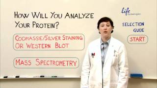 Protein Analysis  Gel Staining Western or Mass Spec [upl. by Eenafit]