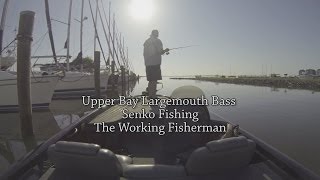 Upper Bay Largemouth Bass Senko Fishing [upl. by Qidas554]