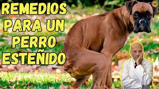 ❤️‍🔥 REMEDIOS CASEROS PARA UN PERRO ESTREÑIDO ❤️‍🔥 [upl. by Clarine]