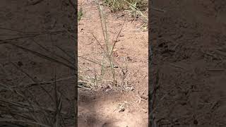 Watching a whiptail lizard ReptileSpecies LizardShorts LizardSpecies Lizards ￼ [upl. by Willumsen]