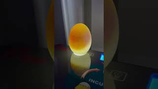 Candling the Duck Eggs on Day 3 [upl. by Bartholomeo771]