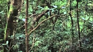 Chimpanzees screaming Chimp calls Nyungwe National Park Rwanda [upl. by Osbert]