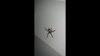 Orb weaver Spider hanging from web Arachnida [upl. by Medin]