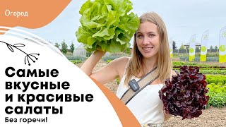 Самые вкусные и красивые салаты без горечи  Сколько нужно поливать салаты [upl. by Beattie]