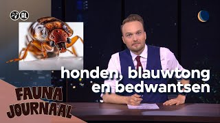 Dierendag met bedwants blauwtong amp bijtende honden 🐕  De Avondshow met Arjen Lubach S4 [upl. by Ardnuhsal]