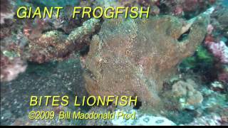 Diving Giant frogfish bites lionfish Ouch [upl. by Elmer]