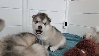 alaskan malamute puppies at 25 days [upl. by Jannel]