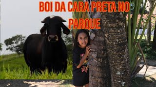 BOI DA CARA PRETA [upl. by Nortad]