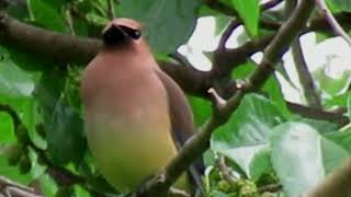 a cedar waxwing in a mulberry tree 21 [upl. by Etterrag]