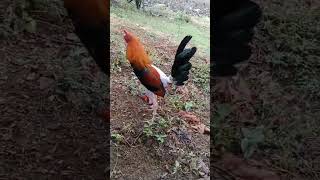 Otro más gallofino gallos rooster [upl. by Zingale]