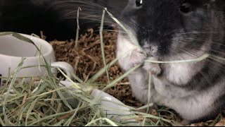 Chinchilla Trading Poop for Hay [upl. by Nerrej]