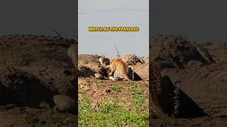 Fearless Leopard Shares Its Prey with Hungry Crocodiles [upl. by Akoyin]