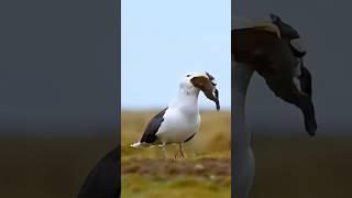 Seagull Gulp Big Rabbit [upl. by Jadda377]