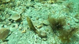 Seahorse hippocampus erectus [upl. by Nolan51]