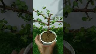 Jade TopiaryJade Bonsai jade topiary bonsai hildacrafty diy [upl. by Leach]