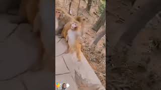 Chand wala mukhda leke chalo na bajar mein monkey comedy dance funny [upl. by Bord865]