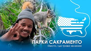 Дикая природа в городе Наш парк в Сакраменто Темнокожие парни хотели забрать мою камеру [upl. by Tnaryb]