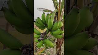 Fresh banana on tree [upl. by Walburga]