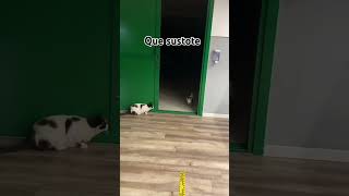 Si te ríes pierdes cat miau gatos music gatosgrasiosos perro gato miauu amantesdelosgatos [upl. by Cerracchio]