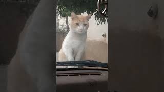 La surprise d un chat [upl. by Aikemet]