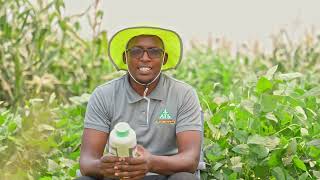 70  Why use SEBULA to control weeds in your soya beans [upl. by Adnuahsor938]