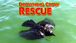 Drowning Crow Rescue  Crow Raven Rook We save their life [upl. by Xenia]