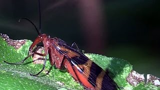 Scorpionfly Female w Amazing Appendage Trinity Forest 10 [upl. by Srednas]