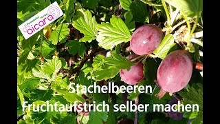 Stachelbeere Fruchtaufstrich selber machen [upl. by Iolanthe]