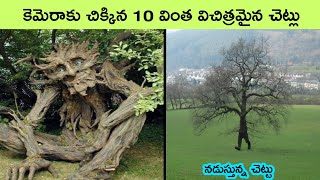 Top 10 Strangest and Rarest Trees on Earth  dangerous trees  facts in telugu  bmc facts  telugu [upl. by Ahsiet]