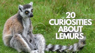 20 curiosities about lemurs [upl. by Eelinnej41]