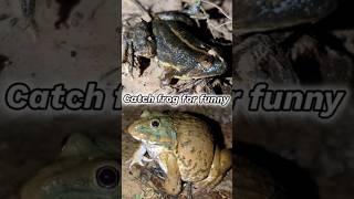 The Funniest Frog Catching Adventure frog toad funny animals catch jump fly cute [upl. by Maxma879]