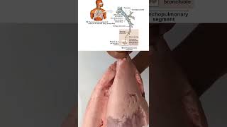 Lungs after giving Oxygen 3d Animation anatomy lungs animation sciencefacts viralvideo [upl. by Antipus496]