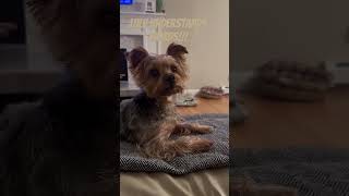 Sweet Yorkshire Terrier Named Lulu Reaction to Certain Words Spoken Remains on High Alert 🐿 [upl. by Tarra644]