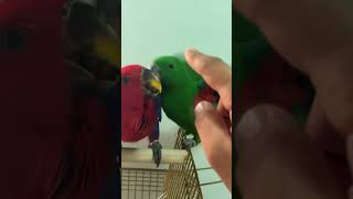 Eclectus parrot ببغاء الاكلكتوس [upl. by Willis]