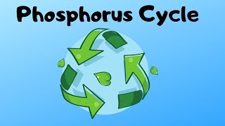 Phosphorus Cycle Steps [upl. by Fotzsyzrk]