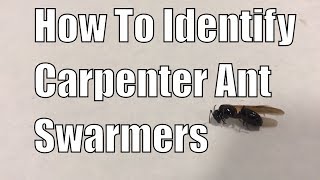 How to identify carpenter ant swarmers [upl. by Nylirak]