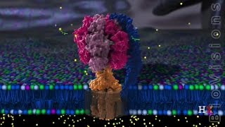 ATP Synthase Structure [upl. by Walley]