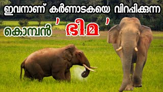 ഭീമ കാടിറങ്ങിയാൽ ജനങ്ങൾ പുറത്തിറങ്ങില്ല  Wild Elephant Bheema  Wild Elephant Bheema Hassan bheema [upl. by Lucretia]