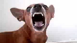 When min pinscher gets angry [upl. by Ahsercul]