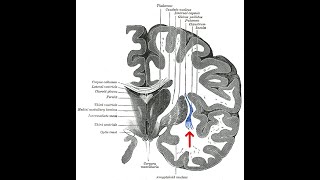 Why is the Claustrum So Spiritual Bruno Chikly MD DO [upl. by Panther97]