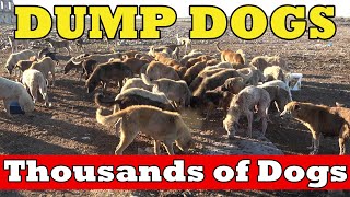 Thousands of dogs await death in the dump HOMELESS DOG [upl. by Briney]