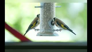 European Goldfinches at feeder on balcony  Stieglitze an Futterspender auf Balkon [upl. by Elvia]