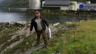 Norvegia fughe di salmoni dallevamento a rischio le specie selvatiche [upl. by Zina]